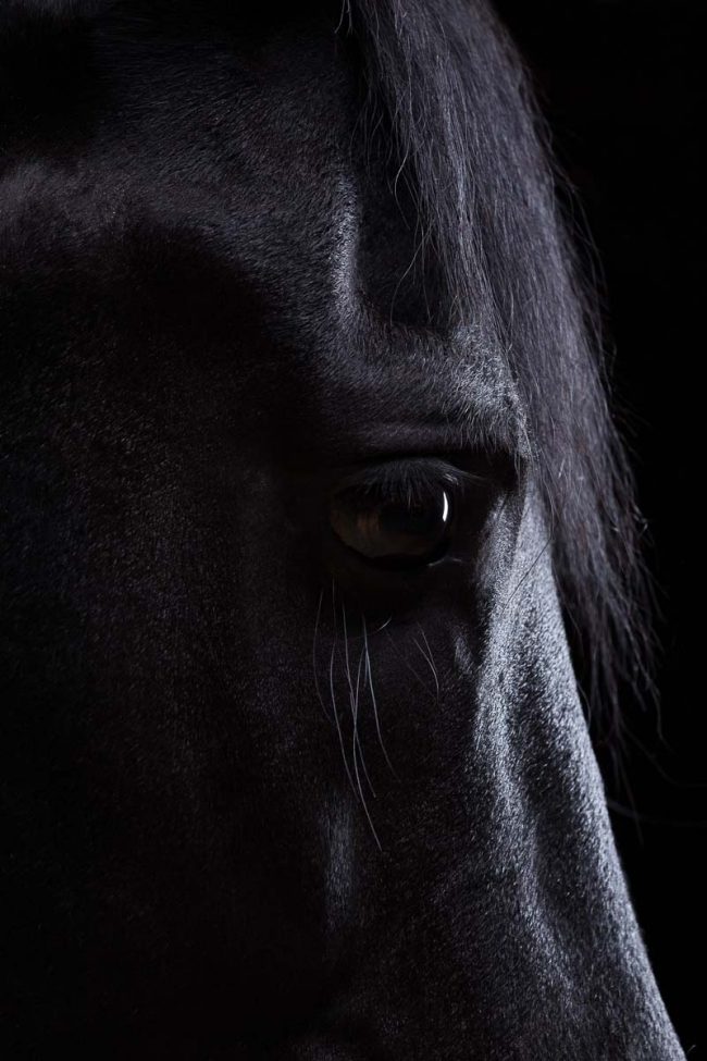 Pferde im Fotostudio ©Tierlicht_web-13