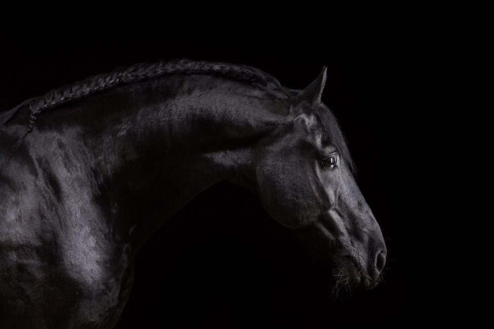 Pferde im Fotostudio ©Tierlicht_web-17