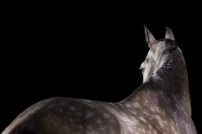 Pferde im Fotostudio ©Tierlicht_web-2-3