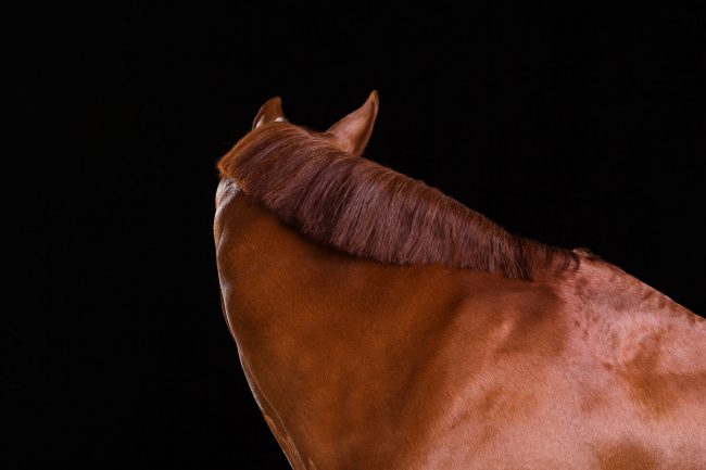 Pferde im Fotostudio ©Tierlicht_web-2