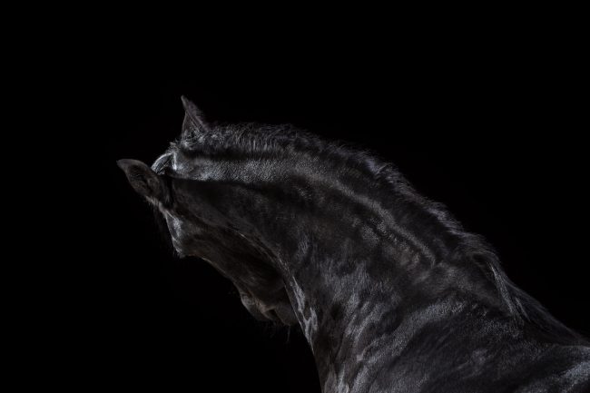 Pferde im Fotostudio ©Tierlicht_web-22