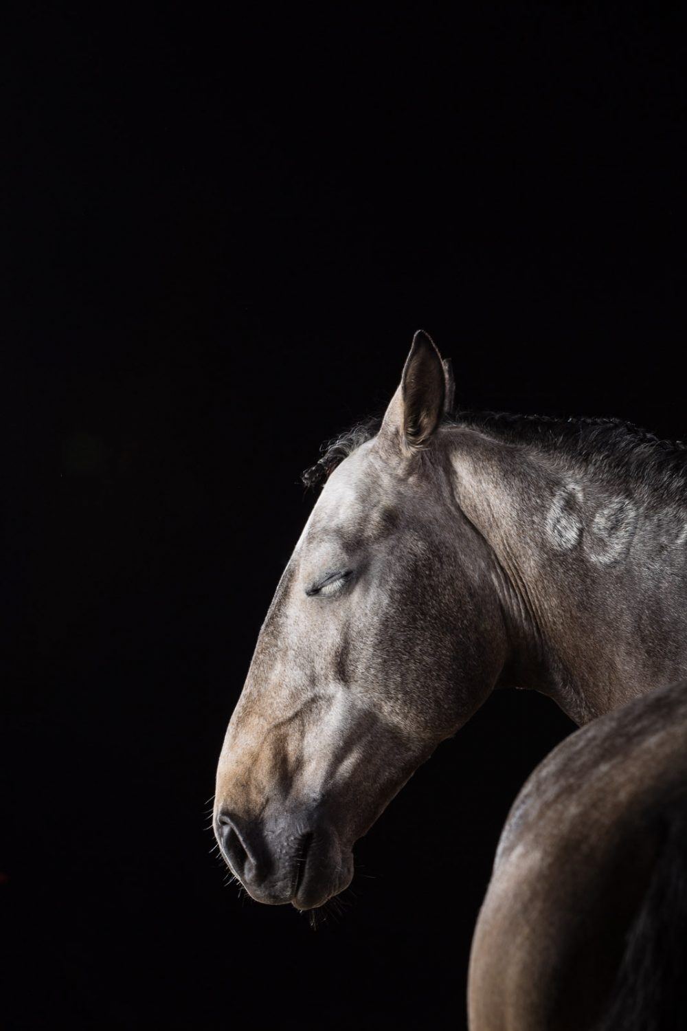 Pferde im Fotostudio ©Tierlicht_web-29