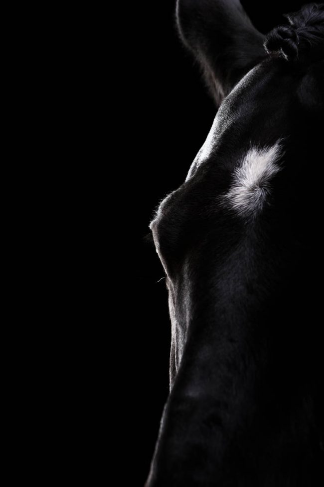 Pferde im Fotostudio ©Tierlicht_web-7