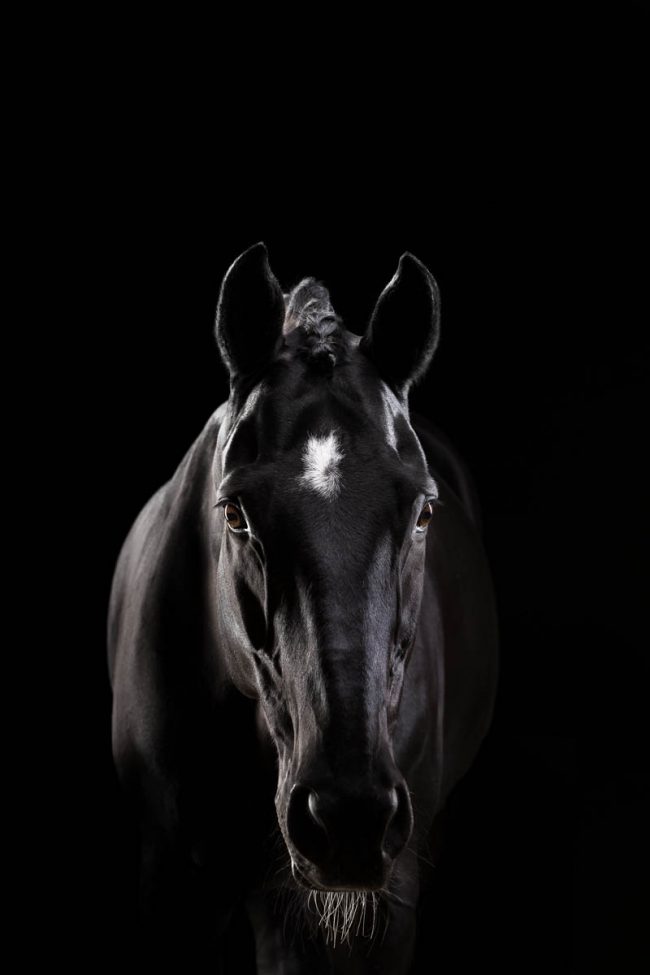 Pferde im Fotostudio ©Tierlicht_web-9