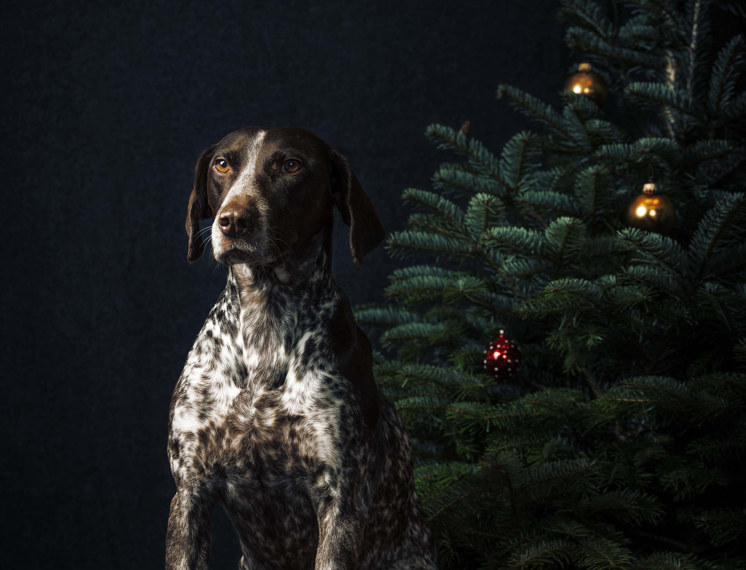 Weihnachts Fotografie Hunde