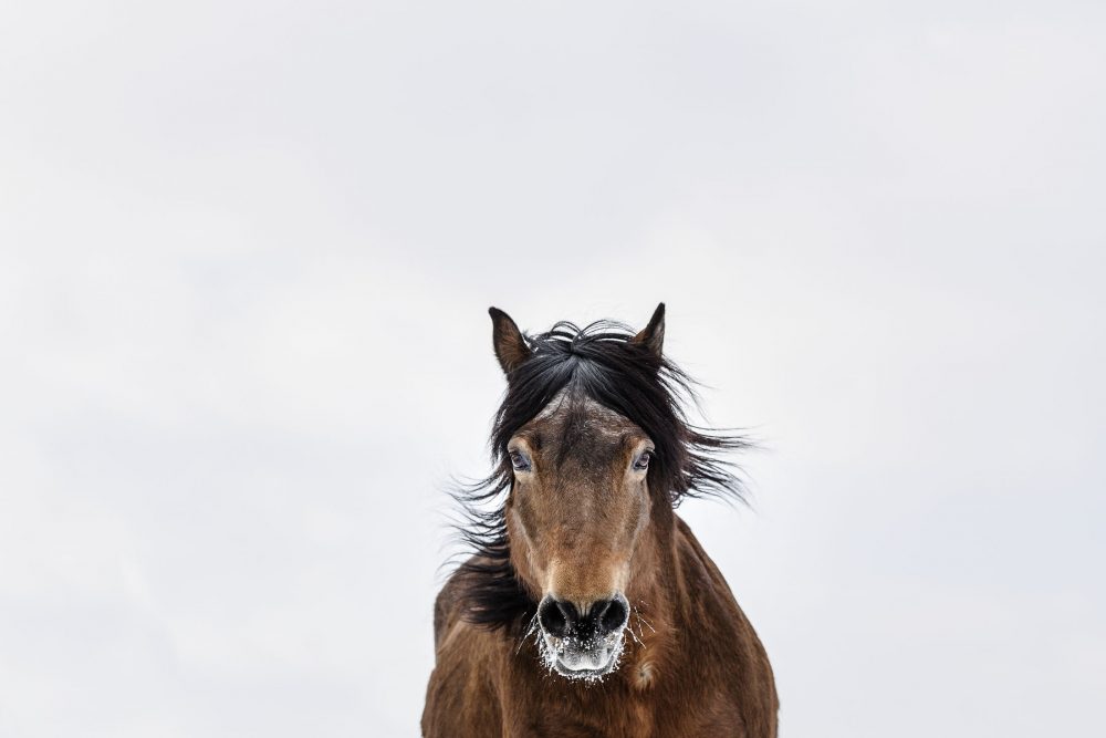 Pferde Im Schnee ©Tierlicht_HP-1097