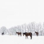 Fotoshootings mit Pferden im Schnee