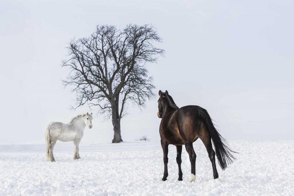 Pferde Im Schnee ©Tierlicht_HP-2541