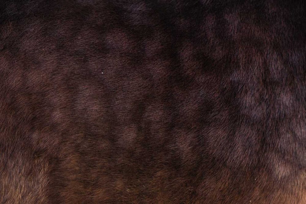 Pferde Im Schnee ©Tierlicht_HP-3334