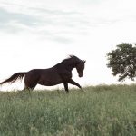 Ein dunkelbraune Pferde Silhouette bei einem Pferde Fotoshooting von Tierlicht