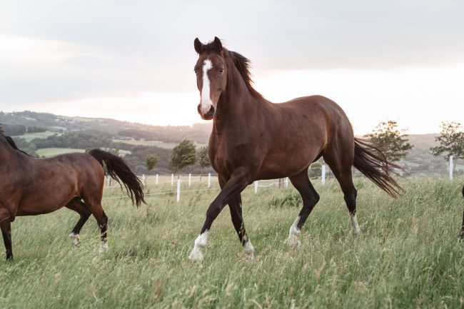 outdoor fotoshooting mit pferd©Tierlicht_1500-0393