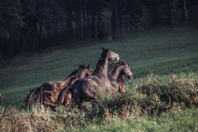 outdoor fotoshooting mit pferd©Tierlicht_1500-2617