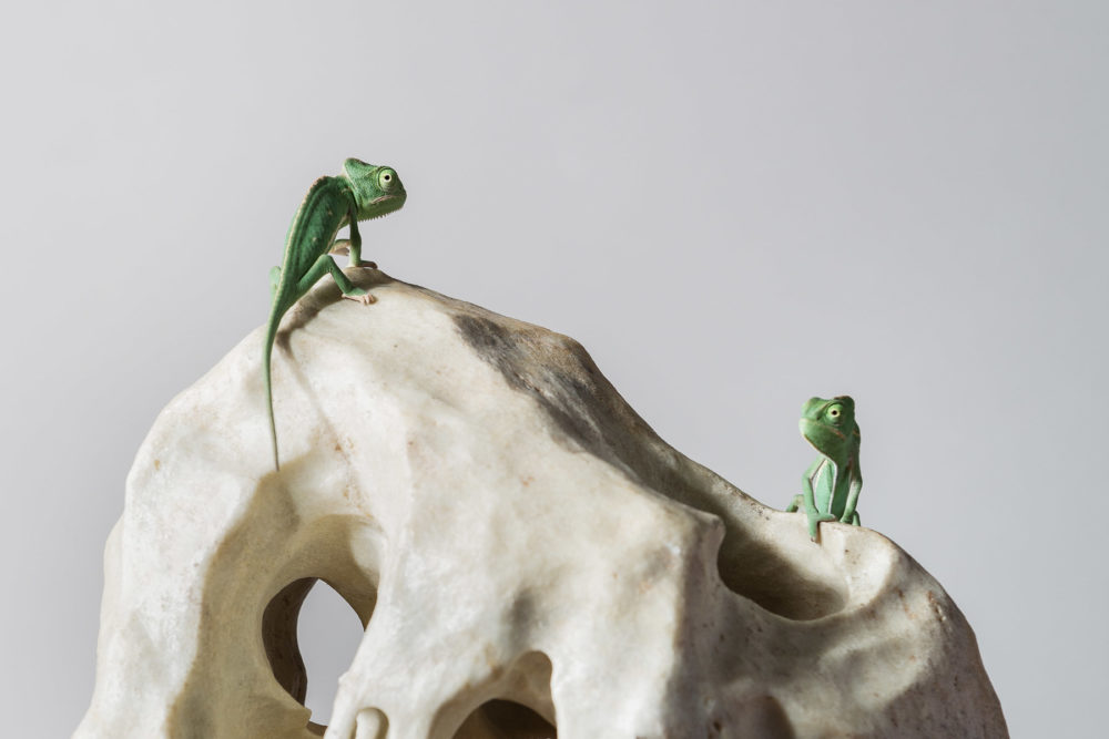 Das Jemenchamaeleon©Tierlicht-1800-6030