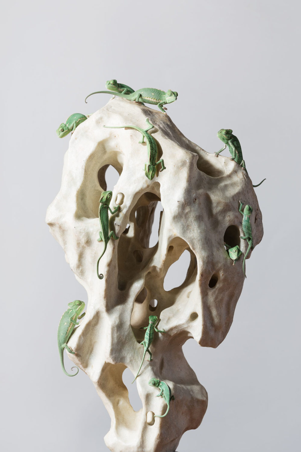 Jungtiere von Chamaeleo calyptratus bei einem Fotoshooting mit Tierfotograf Tierlicht