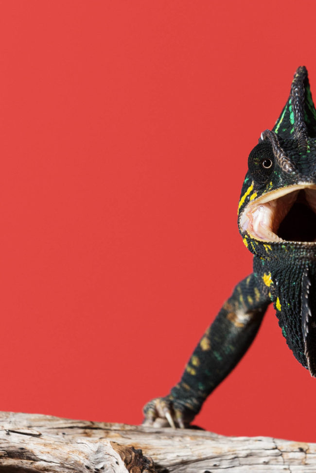 Das Jemenchamaeleon©Tierlicht-1800-6279