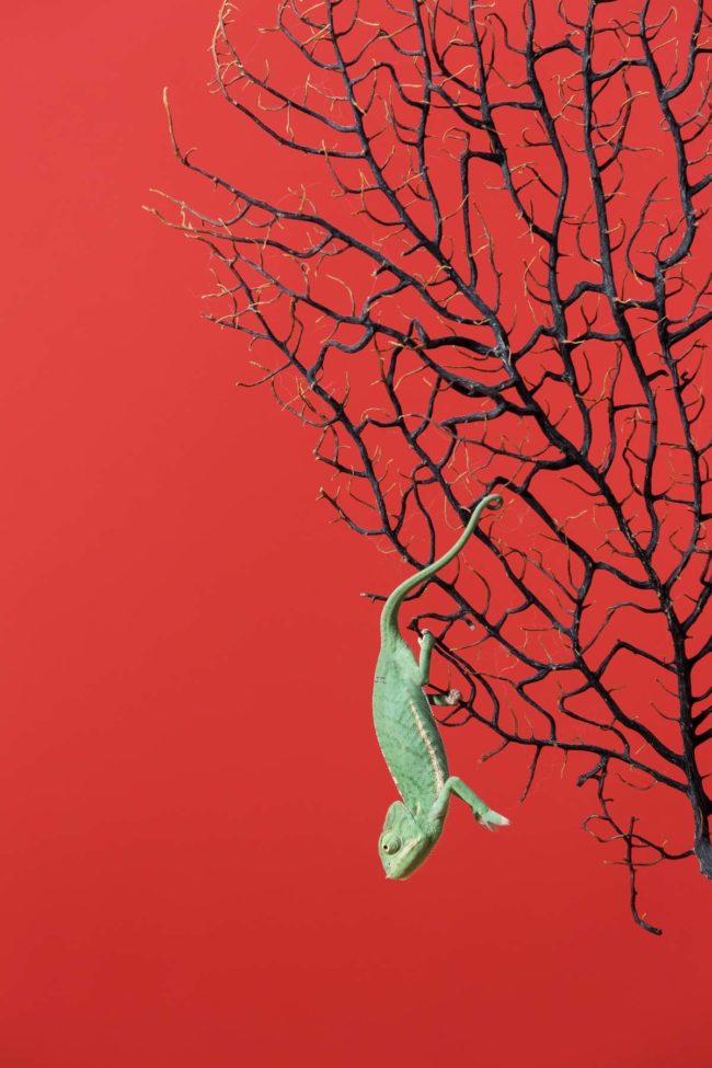 Das Jemenchamaeleon©Tierlicht-1800-6363