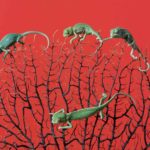 Das Jemenchamäleon und eine Gruppe junger Jemenchamaeleons (Chamaeleo calyptratus) vor rotem Hintergrund