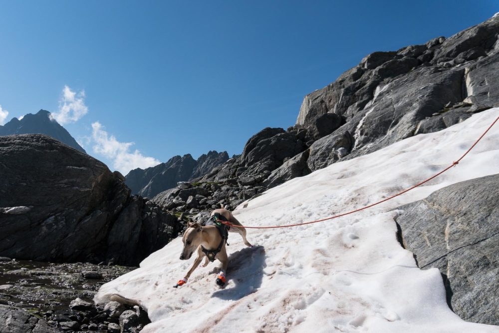 Ein Whippet am Berg©Tierlicht-1500-20201117