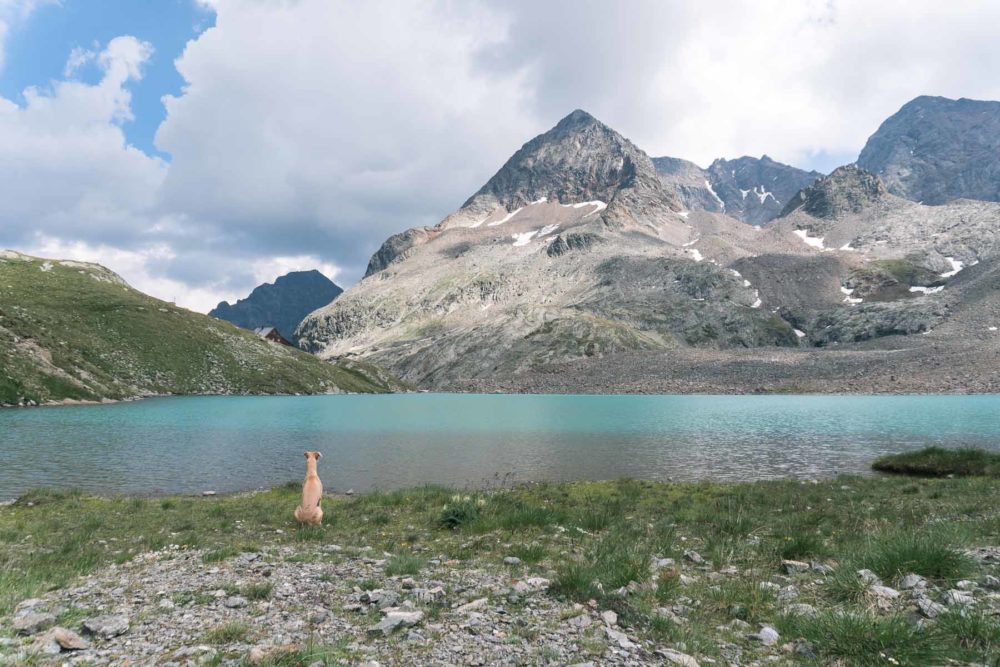 Ein Whippet am Berg©Tierlicht-1800-20201153