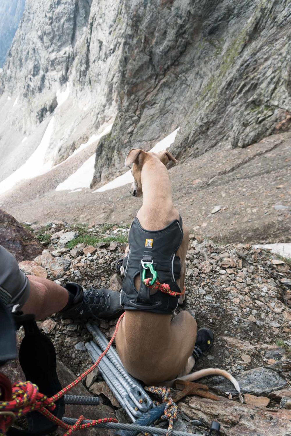 Ein Whippet am Berg©Tierlicht-1800-20201275