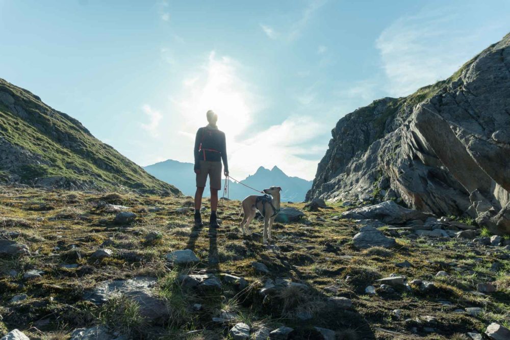 Ein Whippet am Berg©Tierlicht-1800-20201406