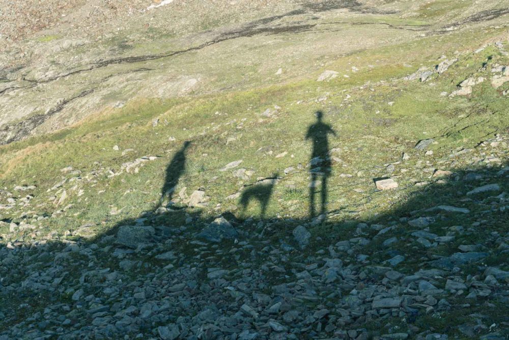 Ein Whippet am Berg©Tierlicht-1800-20201408