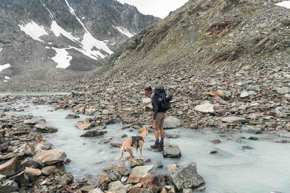 Ein Whippet am Berg©Tierlicht-1800-20201437