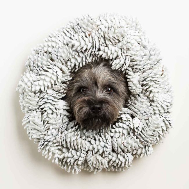 XMAS Doggerie 2020 ©Tierlicht_1200px-9572