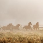 Pferde fotografieren auf einer nebeligen Koppel mit Pferdefotograf Tierlicht im Sommer