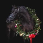 Pferde Weihnachtsfotos von Pferdefotograf Tierlicht zeigen einen Rappen mit Weihnachtskranz beim Weihnachts Fotoshooting in Niederösterreich