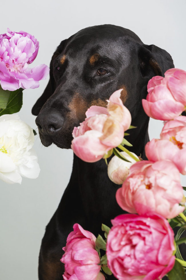 Im Blütenreigen©TIERLICHT_1200px-0458