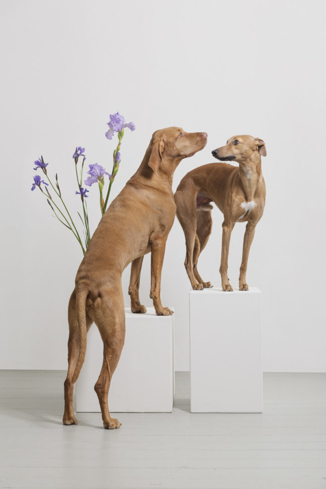 Im Blütenreigen©TIERLICHT_1200px-1571