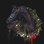 Weihnachtsfotos Pferd von Pferdefotograf Tierlicht in Niederösterreich bei einem weihnachtlichen Kranzshooting