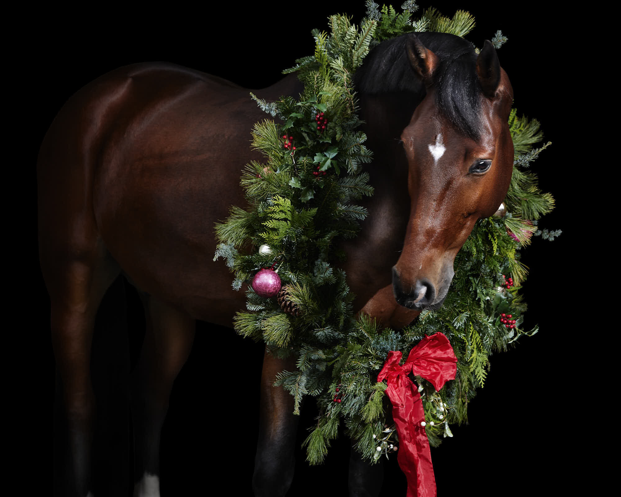 Ein braunes Pferd mit einem Weihnachtskranz ist Teil der Pferde Weihnachtsfotos von pferde Fotograf Tierlicht aus Wien und Niederösterreich