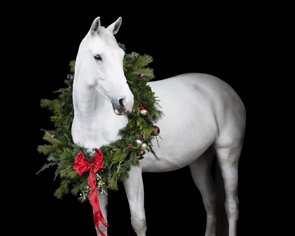 Ein weisses Pferd mit Weihnachtskranz beim Fotoshooting mit Pferdefotografie Tierlicht für Pferde Weihnachtsfotos