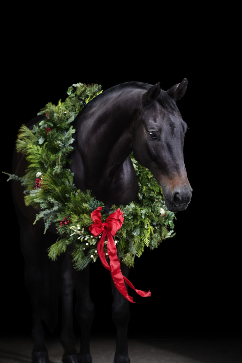 Pferde Weihnachtsfotos von Pferdefotograf Tierlicht aus Wien und Niederösterreich hat dieses Bild gemacht von einem dunkelbraunenn Pferd vor schwarzem Hintergrund und einem weihnachtlichen Kranz um den Hals des Pferdes
