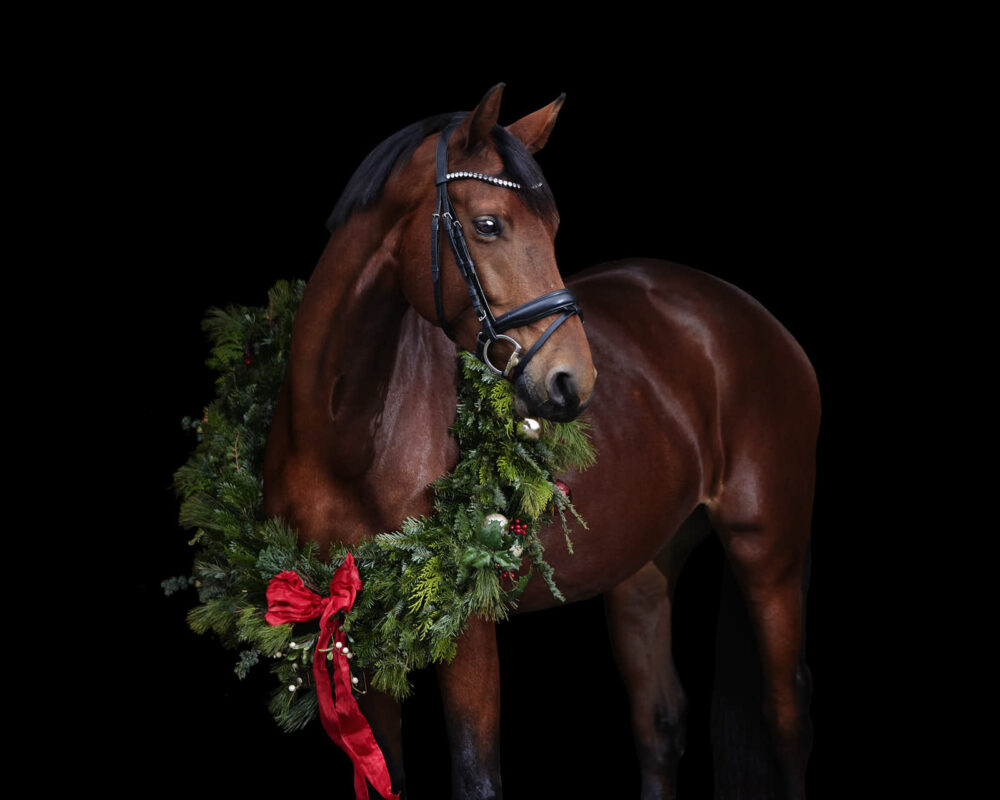 Pferde Weihnachtsfotos von Pferdefotograf Tierlicht aus Wien und Niederösterreich schafft Weihnachtsportraits von Pferden mit einem weihnachtlichen Kranz vor schwarzem Hintergrund