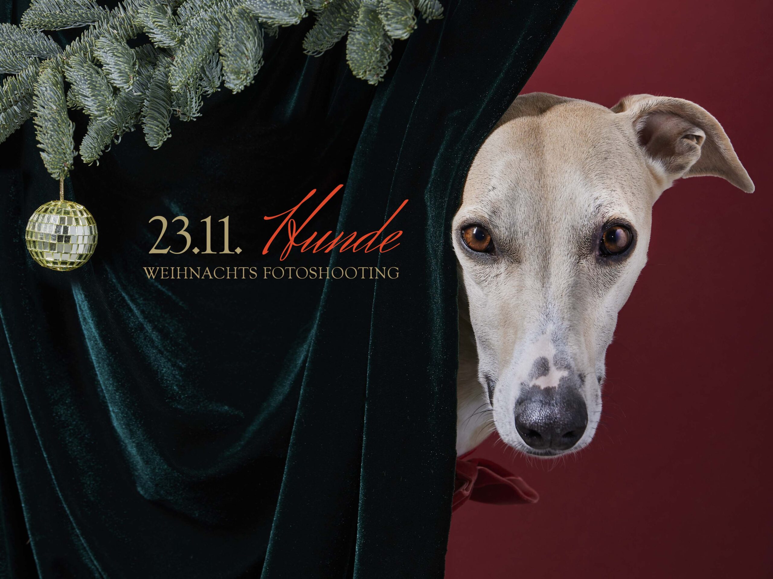 FAQ – Tierlicht Weihnachts Fotoshooting Hunde