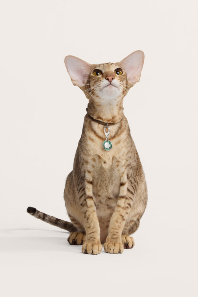 rondoro, Tierlicht, Clemens Schneider