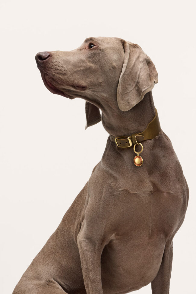 rondoro, Tierlicht, Clemens Schneider